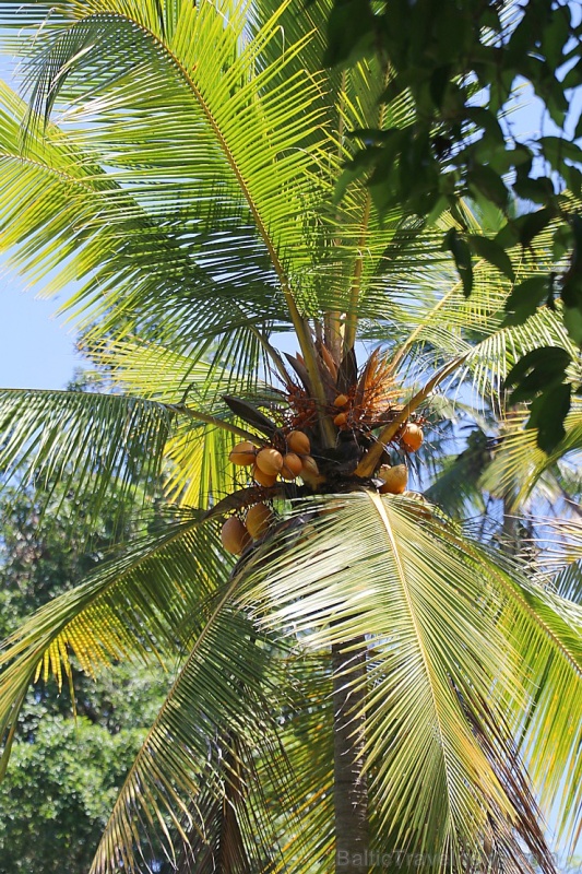 Travelnews.lv apmeklē avotu templi «Pura Gunung Kawi» Bali salā. Atbalsta: «Turkish Airlines» un «365 Brīvdienas» Travelnews.lv apmeklē avotu templi «Pura Gunung Kawi» Bali salā. Atbalsta: «Turkish Airlines» un «365 Brīvdienas» 279260