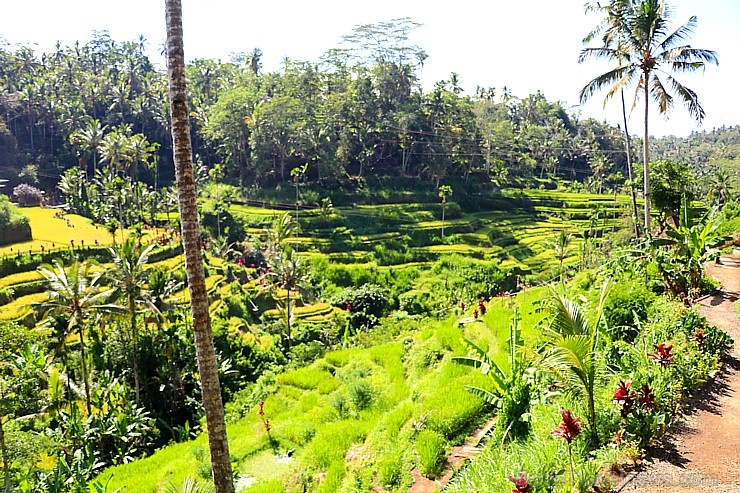 Travelnews.lv izbauda Bali lielās šūpoles «The Natural Terrace Swing». Atbalsta: «Turkish Airlines» un «365 Brīvdienas» Travelnews.lv izbauda Bali lielās šūpoles «The Natural Terrace Swing». Atbalsta: «Turkish Airlines» un «365 Brīvdienas» 279268