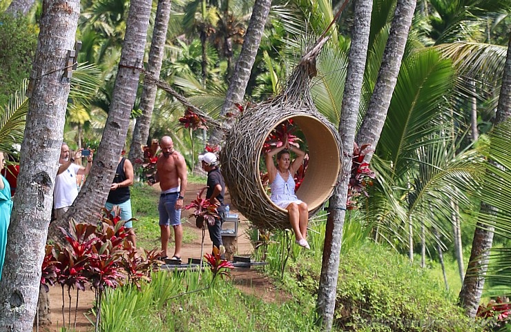 Travelnews.lv izbauda Bali lielās šūpoles «The Natural Terrace Swing». Atbalsta: «Turkish Airlines» un «365 Brīvdienas» Travelnews.lv izbauda Bali lielās šūpoles «The Natural Terrace Swing». Atbalsta: «Turkish Airlines» un «365 Brīvdienas» 279275
