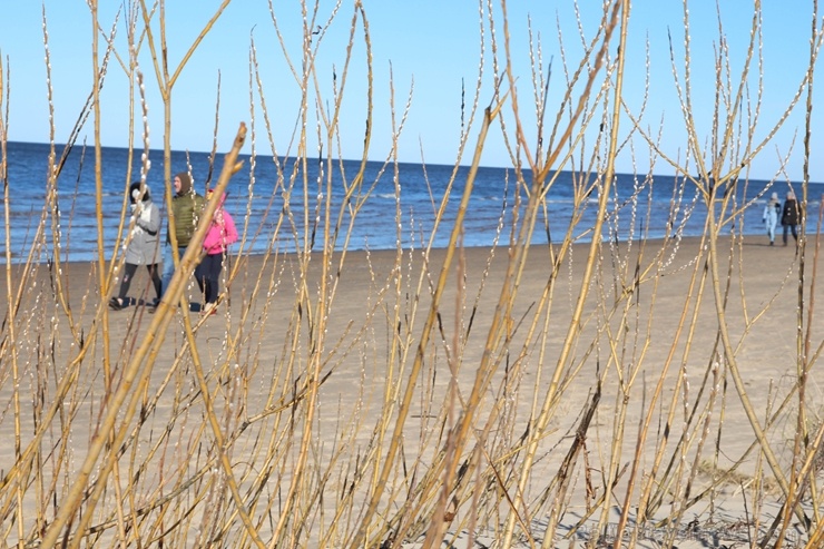 Ragakāpas dabas parkā Jūrmalā mostas pavasaris 279755