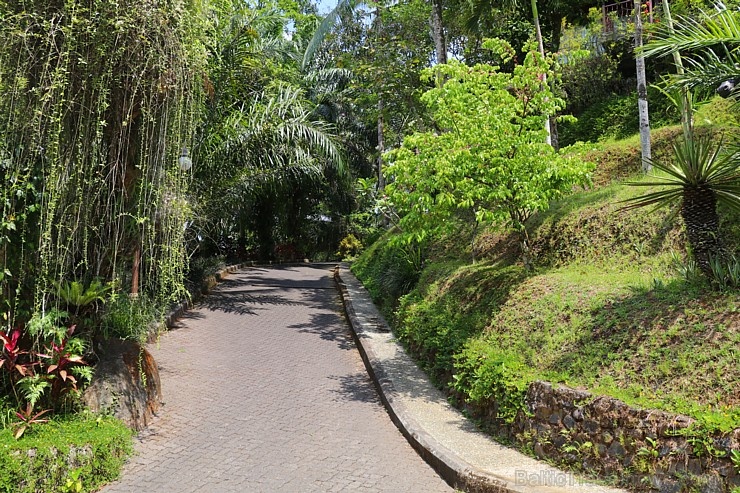 Travelnews.lv iepazīst Bali džungļu viesnīcu «Ayung Resort Ubud» un tās teritoriju. «Turkish Airlines» un «365 Brīvdienas» Travelnews.lv iepazīst Bali džungļu viesnīcu «Ayung Resort Ubud» un tās teritoriju. «Turkish Airlines» un «365 Brīvdienas» 279939