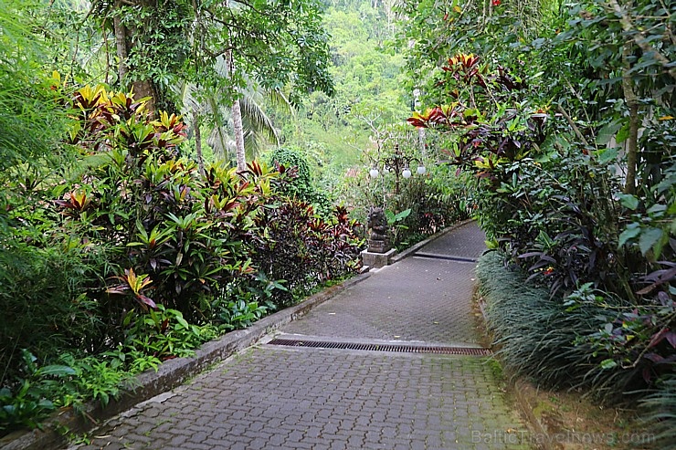 Travelnews.lv iepazīst Bali džungļu viesnīcu «Ayung Resort Ubud» un tās teritoriju. «Turkish Airlines» un «365 Brīvdienas» Travelnews.lv iepazīst Bali džungļu viesnīcu «Ayung Resort Ubud» un tās teritoriju. «Turkish Airlines» un «365 Brīvdienas» 279943