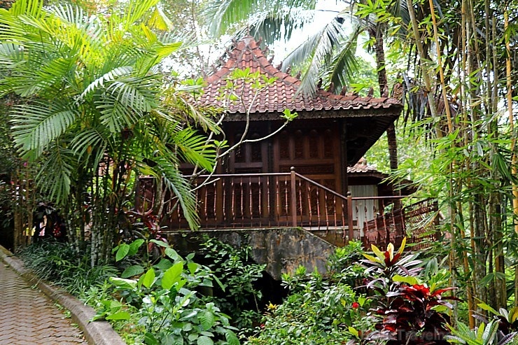 Travelnews.lv iepazīst Bali džungļu viesnīcas «Ayung Resort Ubud» villas. «Turkish Airlines» un «365 Brīvdienas» Travelnews.lv iepazīst Bali džungļu viesnīcas «Ayung Resort Ubud» villas. «Turkish Airlines» un «365 Brīvdienas» 280037