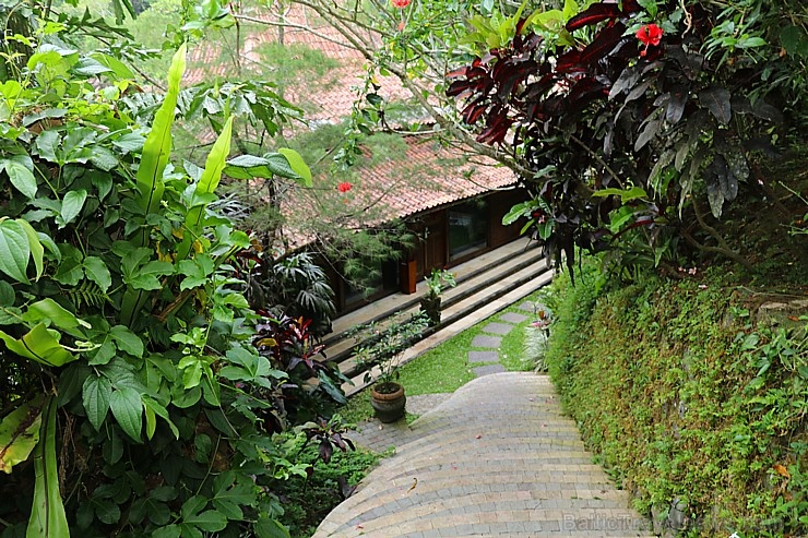 Travelnews.lv iepazīst Bali džungļu viesnīcas «Ayung Resort Ubud» villas. «Turkish Airlines» un «365 Brīvdienas» Travelnews.lv iepazīst Bali džungļu viesnīcas «Ayung Resort Ubud» villas. «Turkish Airlines» un «365 Brīvdienas» 280084