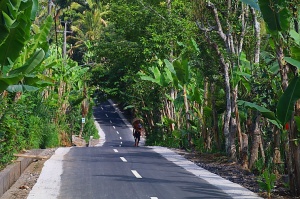 Travelnews.lv piedāvā fotomirkļus no Bali ielas satiksmes dzīves
