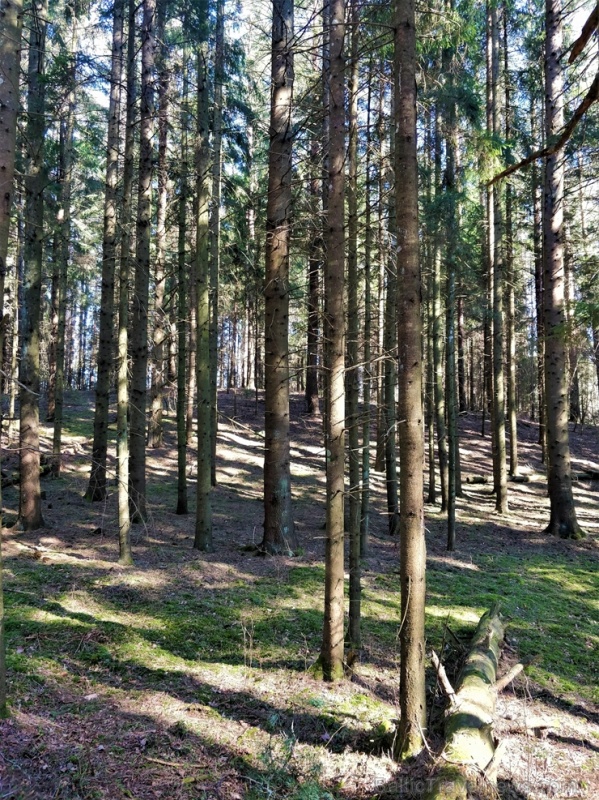 Dobeles pusē, ievērojot valstī noteiktos drošības nosacījumus, var baudīt pavasarīgas pastaigas 280669