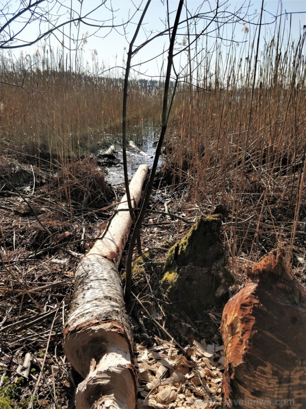 Dobeles pusē, ievērojot valstī noteiktos drošības nosacījumus, var baudīt pavasarīgas pastaigas 280673