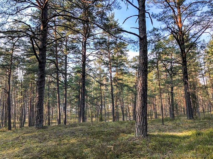 Pavasarīgi notverti mirkļi Carnikavas novada dabas objektos 280883