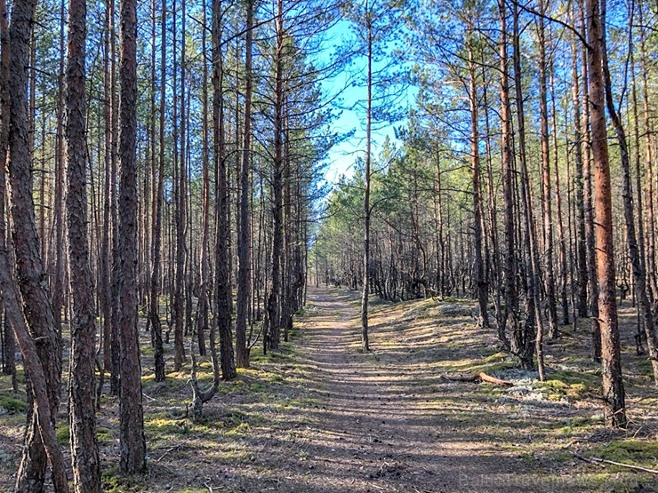 Pavasarīgi notverti mirkļi Carnikavas novada dabas objektos 280896