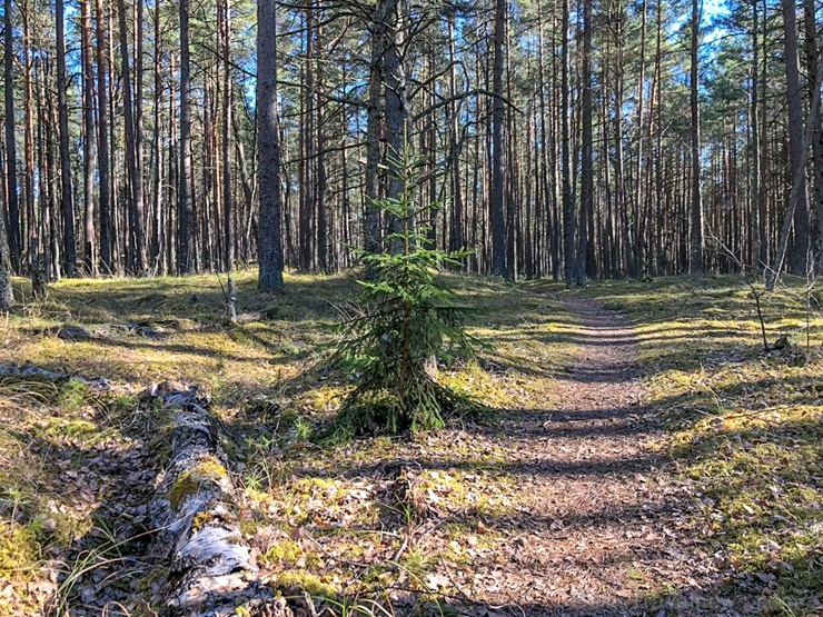 Pavasarīgi notverti mirkļi Carnikavas novada dabas objektos 280900