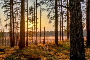 Pavasarīgi notverti mirkļi Carnikavas novada dabas objektos