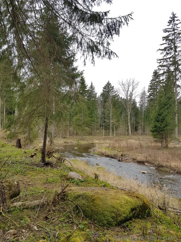 Viesatas upesloku dabas taka Tukuma pusē ir ārkārtīgi skaista un patiks garāku pastaigu cienītājiem Viesatas upesloku dabas taka Tukuma pusē ir ārkārtīgi skaista un patiks garāku pastaigu cienītājiem 281437