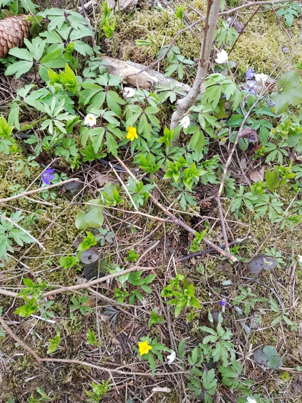 Viesatas upesloku dabas taka Tukuma pusē ir ārkārtīgi skaista un patiks garāku pastaigu cienītājiem Viesatas upesloku dabas taka Tukuma pusē ir ārkārtīgi skaista un patiks garāku pastaigu cienītājiem 281438