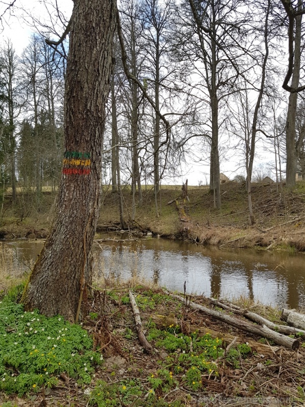 Viesatas upesloku dabas taka Tukuma pusē ir ārkārtīgi skaista un patiks garāku pastaigu cienītājiem Viesatas upesloku dabas taka Tukuma pusē ir ārkārtīgi skaista un patiks garāku pastaigu cienītājiem 281441
