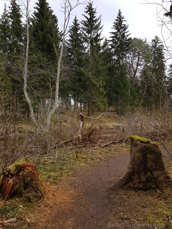 Viesatas upesloku dabas taka Tukuma pusē ir ārkārtīgi skaista un patiks garāku pastaigu cienītājiem Viesatas upesloku dabas taka Tukuma pusē ir ārkārtīgi skaista un patiks garāku pastaigu cienītājiem 281443