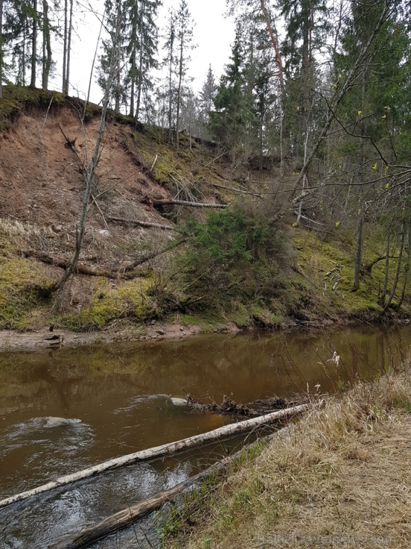Viesatas upesloku dabas taka Tukuma pusē ir ārkārtīgi skaista un patiks garāku pastaigu cienītājiem Viesatas upesloku dabas taka Tukuma pusē ir ārkārtīgi skaista un patiks garāku pastaigu cienītājiem 281452