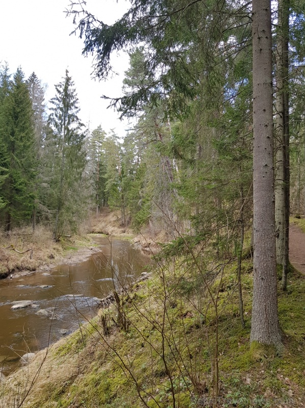 Viesatas upesloku dabas taka Tukuma pusē ir ārkārtīgi skaista un patiks garāku pastaigu cienītājiem Viesatas upesloku dabas taka Tukuma pusē ir ārkārtīgi skaista un patiks garāku pastaigu cienītājiem 281453