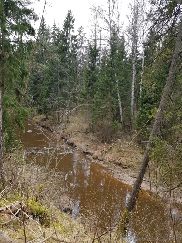 Viesatas upesloku dabas taka Tukuma pusē ir ārkārtīgi skaista un patiks garāku pastaigu cienītājiem Viesatas upesloku dabas taka Tukuma pusē ir ārkārtīgi skaista un patiks garāku pastaigu cienītājiem 281456