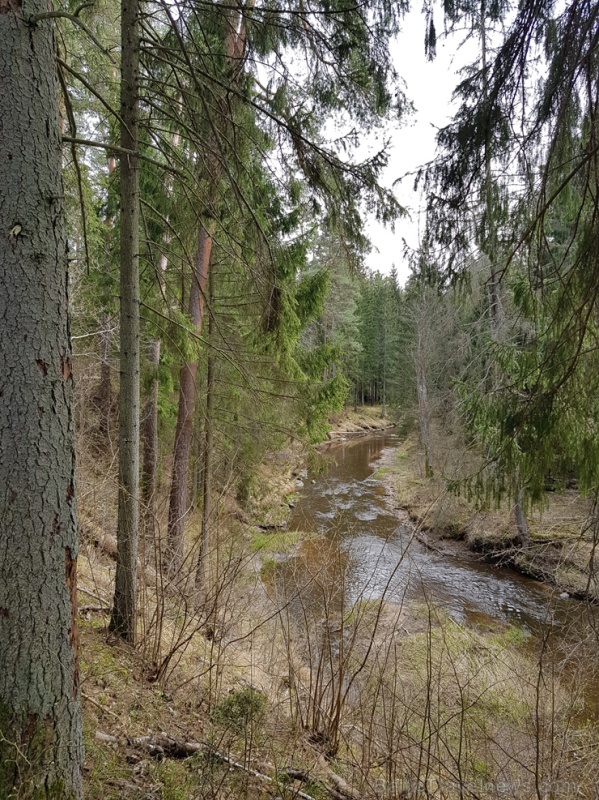 Viesatas upesloku dabas taka Tukuma pusē ir ārkārtīgi skaista un patiks garāku pastaigu cienītājiem Viesatas upesloku dabas taka Tukuma pusē ir ārkārtīgi skaista un patiks garāku pastaigu cienītājiem 281457
