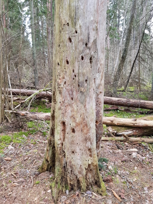 Viesatas upesloku dabas taka Tukuma pusē ir ārkārtīgi skaista un patiks garāku pastaigu cienītājiem Viesatas upesloku dabas taka Tukuma pusē ir ārkārtīgi skaista un patiks garāku pastaigu cienītājiem 281463