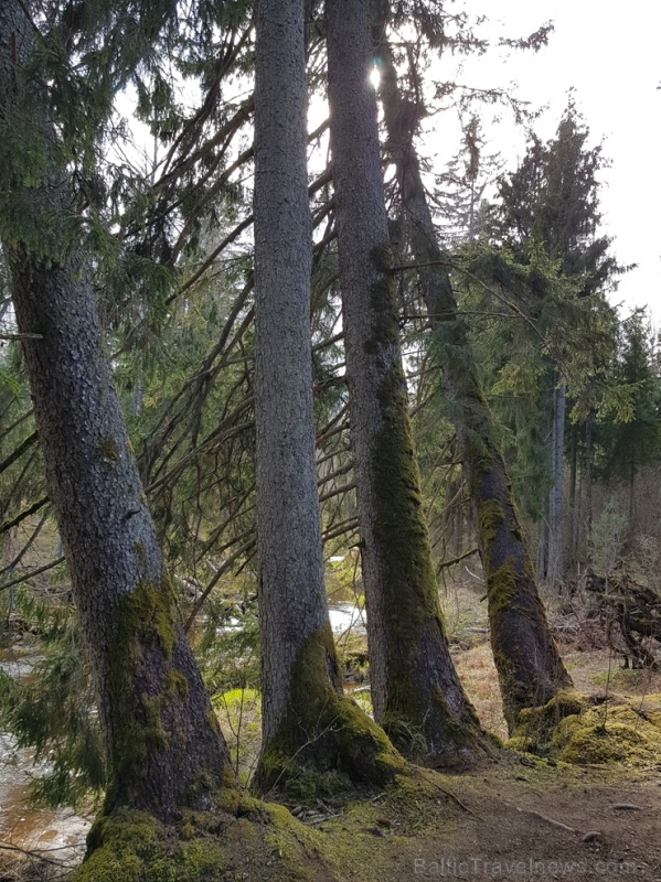 Viesatas upesloku dabas taka Tukuma pusē ir ārkārtīgi skaista un patiks garāku pastaigu cienītājiem Viesatas upesloku dabas taka Tukuma pusē ir ārkārtīgi skaista un patiks garāku pastaigu cienītājiem 281473