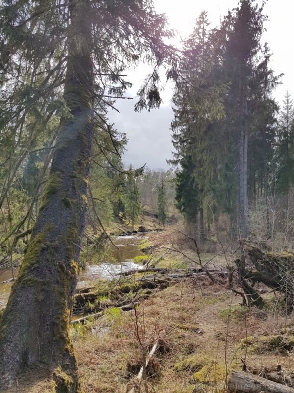 Viesatas upesloku dabas taka Tukuma pusē ir ārkārtīgi skaista un patiks garāku pastaigu cienītājiem Viesatas upesloku dabas taka Tukuma pusē ir ārkārtīgi skaista un patiks garāku pastaigu cienītājiem 281474