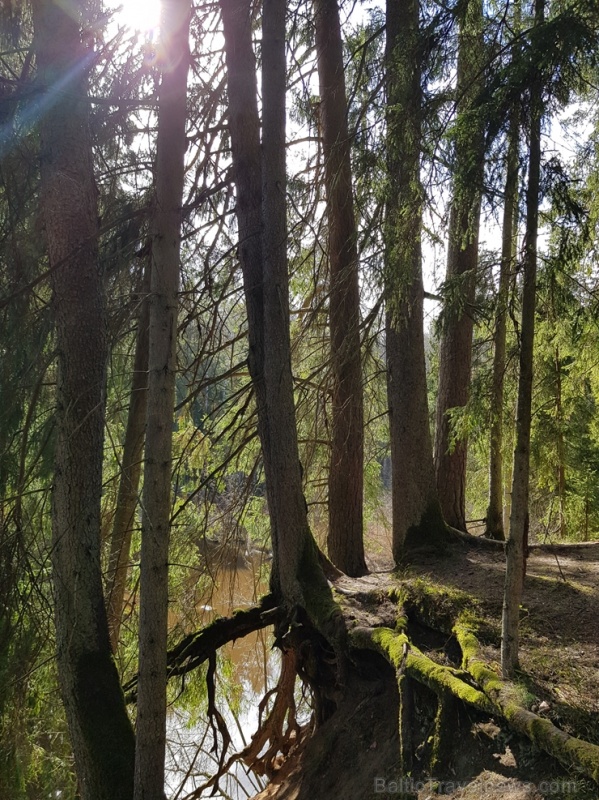 Viesatas upesloku dabas taka Tukuma pusē ir ārkārtīgi skaista un patiks garāku pastaigu cienītājiem Viesatas upesloku dabas taka Tukuma pusē ir ārkārtīgi skaista un patiks garāku pastaigu cienītājiem 281476