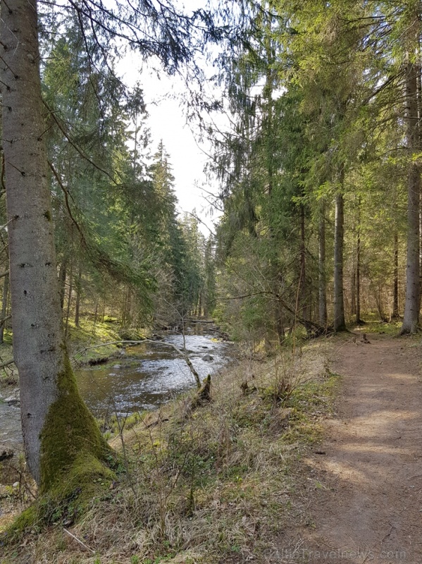 Viesatas upesloku dabas taka Tukuma pusē ir ārkārtīgi skaista un patiks garāku pastaigu cienītājiem Viesatas upesloku dabas taka Tukuma pusē ir ārkārtīgi skaista un patiks garāku pastaigu cienītājiem 281477