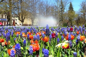 Ventspils ietērpta neskaitāmos pavasara ziedos