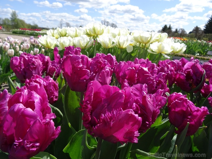 Rundāles pils franču dārzā pilnā plaukumā zied tulpes un augļukoki 282535