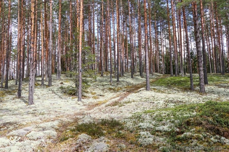 Maršruts Gulbenes pusē veido apli ar sākumu un finišu Lejasciemā, vedot caur dabas liegumu Maršruts Gulbenes pusē veido apli ar sākumu un finišu Lejasciemā, vedot caur dabas liegumu