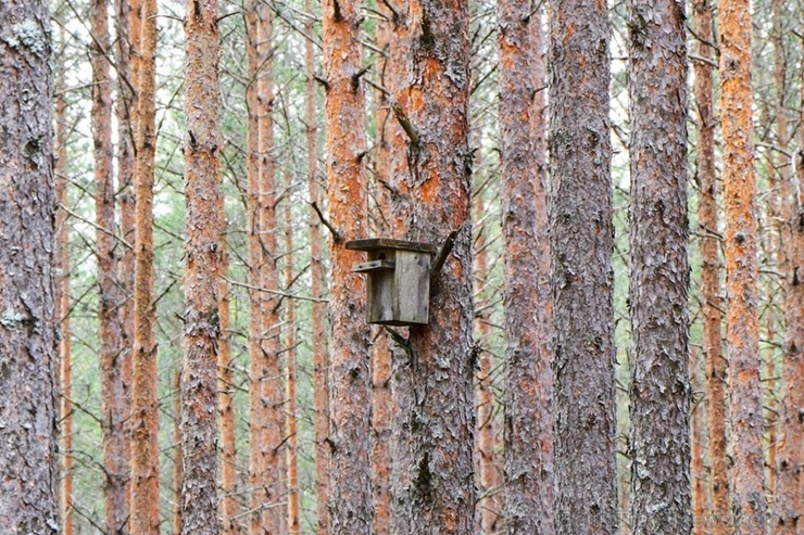 Maršruts Gulbenes pusē veido apli ar sākumu un finišu Lejasciemā, vedot caur dabas liegumu Maršruts Gulbenes pusē veido apli ar sākumu un finišu Lejasciemā, vedot caur dabas liegumu