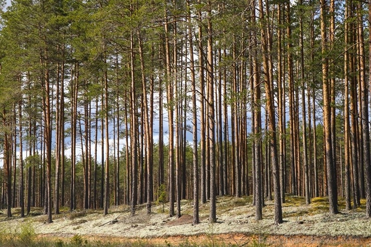 Maršruts Gulbenes pusē veido apli ar sākumu un finišu Lejasciemā, vedot caur dabas liegumu Maršruts Gulbenes pusē veido apli ar sākumu un finišu Lejasciemā, vedot caur dabas liegumu