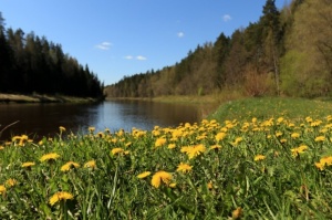 Pārgājienu maršruts no Valmieras līdz Sīmanēnu svētozolam atklāj pavasarīgas ainavas