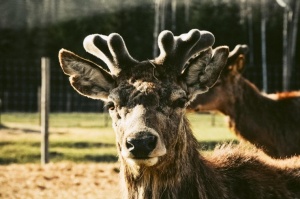 Latgales zoodārzos var apskatīt daudzveidīgo dzīvnieku pasauli
