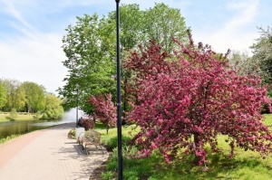 Valmiera sveicina vasaru, koši plaukstot un zaļojot