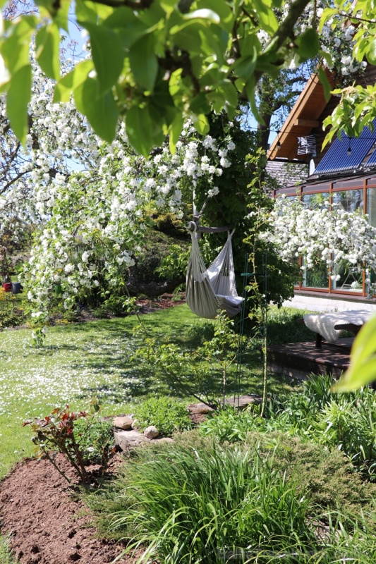 Tukuma un apkārtnes daiļdārzos var baudīt mainīgo ziedu skaistumu sākot ar īrisiem, peonijām, rozēm, magnolijām un beidzot ar košumkrūmiem un skujeņie Tukuma un apkārtnes daiļdārzos var baudīt mainīgo ziedu skaistumu sākot ar īrisiem, peonijām, rozēm, magnolijām un beidzot ar košumkrūmiem un skujeņie 284022