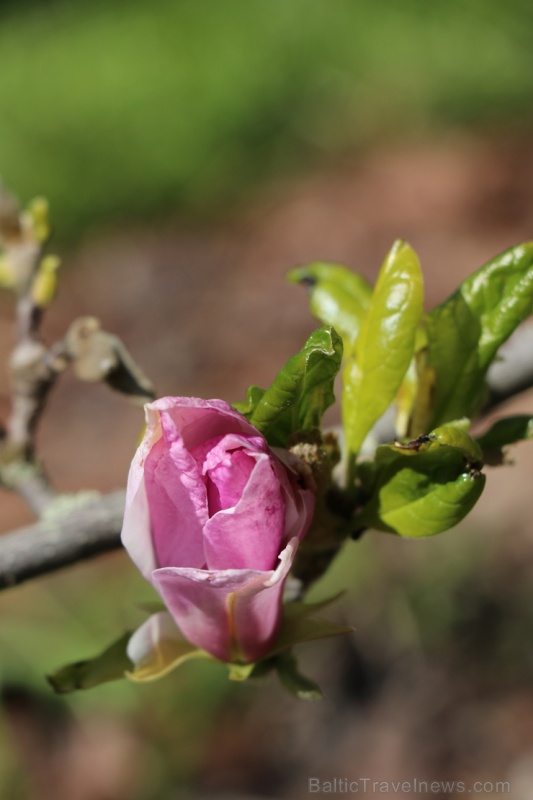 Tukuma un apkārtnes daiļdārzos var baudīt mainīgo ziedu skaistumu sākot ar īrisiem, peonijām, rozēm, magnolijām un beidzot ar košumkrūmiem un skujeņie Tukuma un apkārtnes daiļdārzos var baudīt mainīgo ziedu skaistumu sākot ar īrisiem, peonijām, rozēm, magnolijām un beidzot ar košumkrūmiem un skujeņie 284032