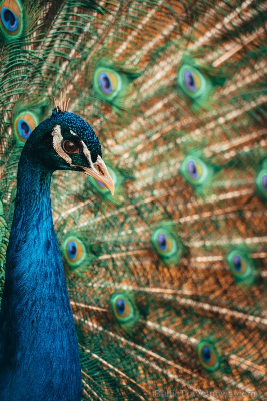 Balvu novadā ceļotājus priecē tūrisma objekts - Rančo «Ozolmājas» 284078