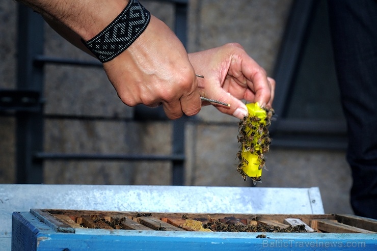 Veicinot zaļās domāšanas un ekoloģisko projektu attīstību pilsētā, uz Rīgas rātsnama 3. stāva āra terases izvietoti trīs bišu stropi Veicinot zaļās domāšanas un ekoloģisko projektu attīstību pilsētā, uz Rīgas rātsnama 3. stāva āra terases izvietoti trīs bišu stropi 284594