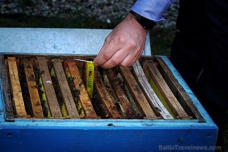 Veicinot zaļās domāšanas un ekoloģisko projektu attīstību pilsētā, uz Rīgas rātsnama 3. stāva āra terases izvietoti trīs bišu stropi Veicinot zaļās domāšanas un ekoloģisko projektu attīstību pilsētā, uz Rīgas rātsnama 3. stāva āra terases izvietoti trīs bišu stropi 284597