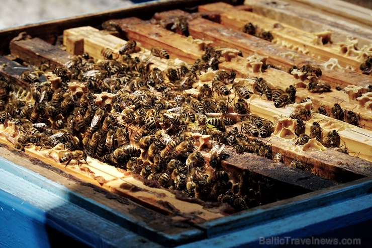 Veicinot zaļās domāšanas un ekoloģisko projektu attīstību pilsētā, uz Rīgas rātsnama 3. stāva āra terases izvietoti trīs bišu stropi Veicinot zaļās domāšanas un ekoloģisko projektu attīstību pilsētā, uz Rīgas rātsnama 3. stāva āra terases izvietoti trīs bišu stropi 284602