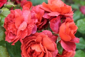 Dobeles stādaudzētavā «Liepas» vasaras pilnbriedā krāšņi zied rozes 