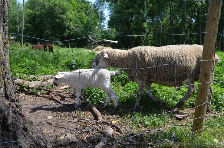 Ceļotāji pārgājienā iepazīst vienu no Latvijas Sv. Jēkaba ceļa skaistākajiem posmiem Vidzemē - no Līgatnes uz Siguldu Ceļotāji pārgājienā iepazīst vienu no Latvijas Sv. Jēkaba ceļa skaistākajiem posmiem Vidzemē - no Līgatnes uz Siguldu 285642