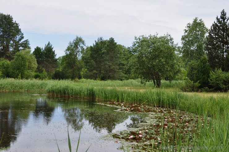 Salaspils novadā ceļotāji var baudīt vasarīgu noskaņu visdažādākajos objektos. Foto: Nacionālā botāniskā dārza arhīvs Salaspils novadā ceļotāji var baudīt vasarīgu noskaņu visdažādākajos objektos. Foto: Nacionālā botāniskā dārza arhīvs 286471