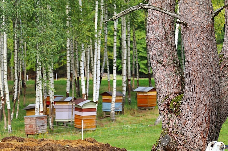 Travelnews.lv iepazīst, nogaršo un izbauda strausu un kazu fermas «Nornieki» viesmīlību Kuldīgas novadā Travelnews.lv iepazīst, nogaršo un izbauda strausu un kazu fermas «Nornieki» viesmīlību Kuldīgas novadā 289477