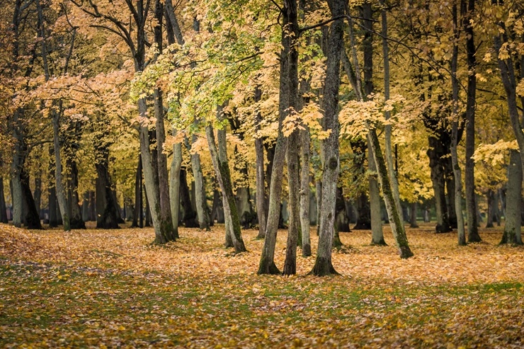 Vēju pilsēta Liepāja  ietērpjas rudens krāsās. Foto: Kārlis Volkovskis 293668