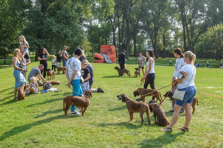 Ventspilī notiks suņu šķirņu izstāde