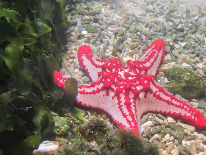 Aquaria-Vattenmuseum Aquaria ūdens muzejs