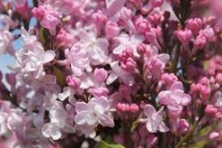 Atpūtas un ceļojumu piedāvājumi 06.05.2025 - 10.05.2025 Dobelē zied ceriņi! Nikos Travel